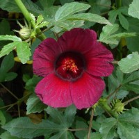 Hibiscus radiatus Cav.
